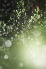 Close up image of green needle of conferous fir tree.Macro photography with selective focus and very shallow depth of field.Merry christmas and happy new year greeting background.