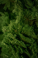 Naklejka na ściany i meble Close up image of green needle of conferous fir tree(Platycladus orientalis).Macro photography with selective focus and very shallow depth of field.Spring time background.