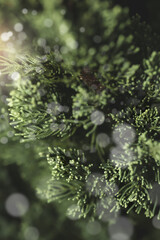 Close up image of green needle of conferous fir tree.Macro photography with selective focus and very shallow depth of field.Merry christmas and happy new year greeting background.