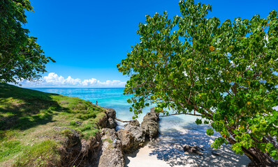 Fototapeta na wymiar Palm Ocean Sky caribbean coast