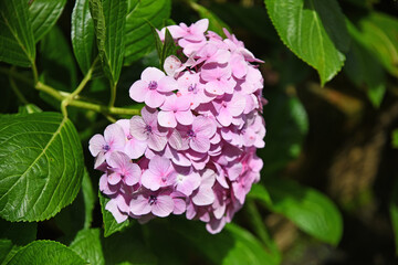Pink hydrangea flowers, illuminated by the sun, against a background of dark green leaves