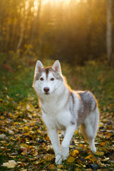 Portrait of the husky dog in autumn forest