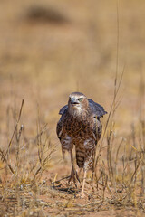 Juvenile Pale Chanting Goshawk hunting on the ground in the Kgalagadi Transfrontier Park