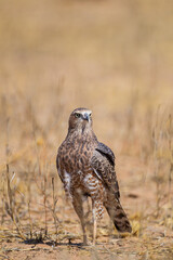 Juvenile Pale Chanting Goshawk hunting on the ground in the Kgalagadi Transfrontier Park