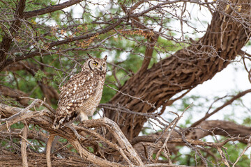 Spotted Eagle Owl out hunting in the blustering wind of the Kalahari desert, South Africa