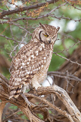 Spotted Eagle Owl out hunting in the blustering wind of the Kalahari desert, South Africa