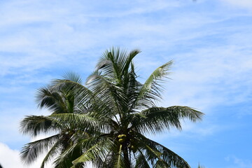 Fototapeta na wymiar Palm trees in clear blue sky 