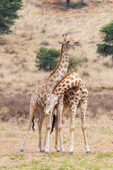 Two giraffe practice fighting in the dry river bed of the Kgalagadi, South Africa