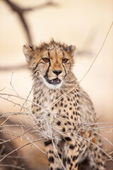 Young Cheetahs on a kill in the shade of a thorn tree in the Kgalagadi Park, South Africa