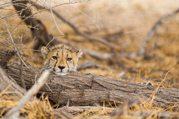 Young Cheetahs on a kill in the shade of a thorn tree in the Kgalagadi Park, South Africa