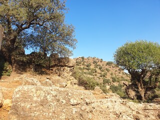 A large forest in Tiaret, Algeria