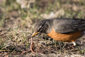 Closeup of the American robin eating a worm.