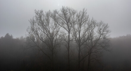 Fototapeta na wymiar Trees in fall colors in the morning fog