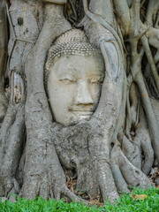 Buddhas Kopf im Baum Ayutthaya