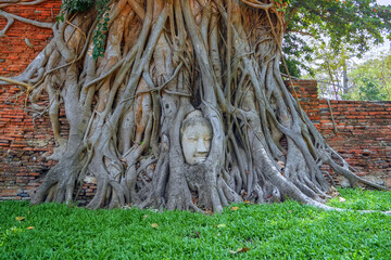 Buddhas Kopf im Baum Ayutthaya