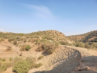 A large forest in Tiaret, Algeria