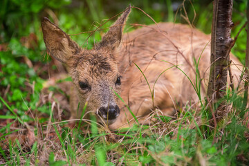 cute baby deer hidden in tall grass close up