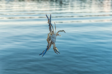 Angling freshwater crab caught from the Bojan River