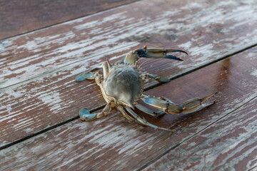Freshwater crab caught on a rod in the Bojan River in Montenegro on land