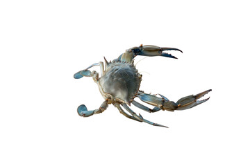 River crab from the Bojana River. Isolated