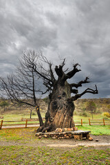 Centennial chestnut tree in the Granada Geopark - Andalusia - Spain