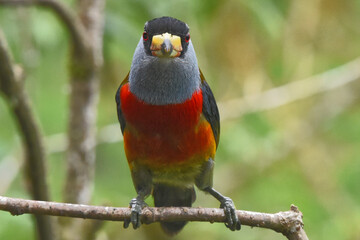 toucan barbet 4