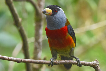 toucan barbet 5