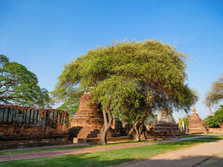 Stupas mit Baum