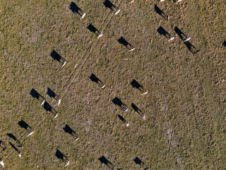vista cenital de sombras de vacas