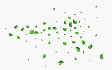 Lime Leaf Blur Vector Transparent Background.