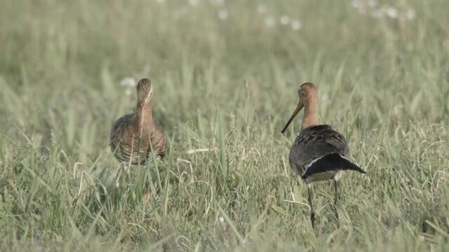 blacktailed godwit in the duemmer basin germany