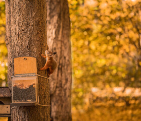 A ginger squirrel sneaks up a tree trunk to a hazelnut feeder. Forest rodent with nuts in the park. Autumn concept. Wild nature. - obrazy, fototapety, plakaty