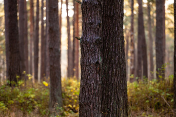 sunset in the evergreen forest, sun rays through the pine tree trunks, magical mood