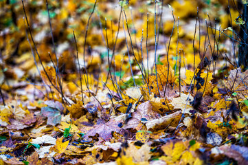closeup view on the ground covered with fallen golden leaves