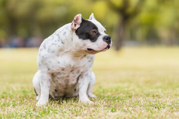 American bully dog sitting distracted while looking aside outdoors