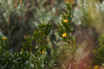 orange citrus on tree