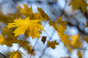 Yellow maple leaf. Colorful foliage in the park. Falling leaves natural background. Autumn season concept