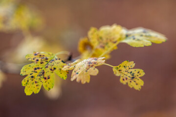 Yellow hawthorn leaf. Colorful foliage in the park. Falling leaves natural background. Autumn season concept