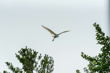 Great Egret or Great White Heron flying high over pine trees.