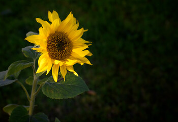 Sunflower with dark background. 