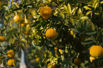 tree with oranges