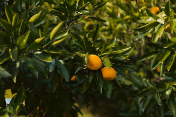 orange tree with oranges
