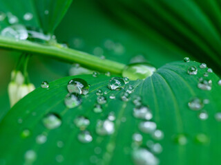 fresh water dew drops on green foliage leaves macro shot