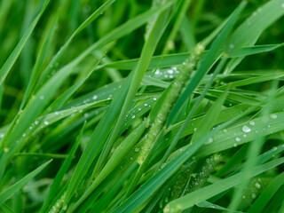 fresh water dew drops on green foliage leaves macro shot