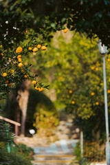 orange tree with leaves