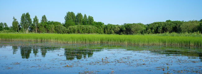 country forest lake in summer with deep blue water with reflections