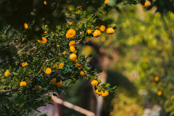 orange tree in the garden