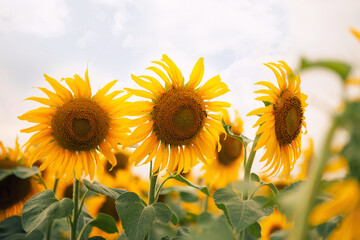 three sunflowers in a field against a white sky - Powered by Adobe