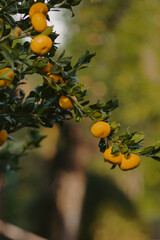 oranges on tree