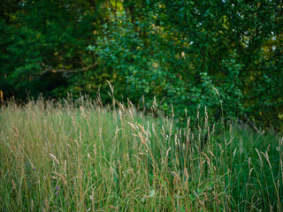 abstract green grass foliage texture in summer meadow